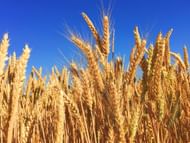 Cereals are mainly avoided in this diet (Image via Unsplash/Melissa Askew)